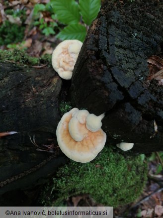 Laetiporus sulphureus