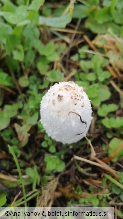 Coprinus comatus