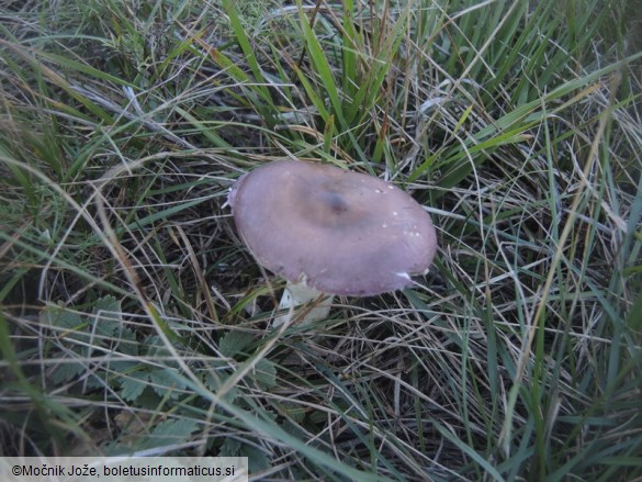 Russula caerulea