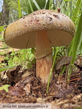 Amanita rubescens