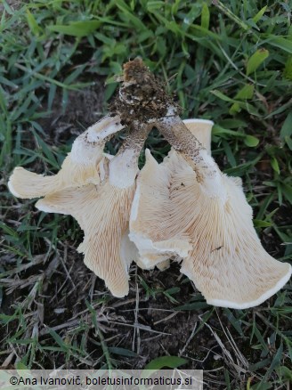 Lentinus tigrinus