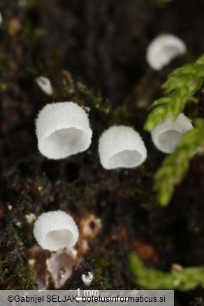 Rimbachia arachnoidea
