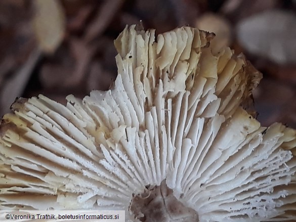 Tricholoma scalpturatum