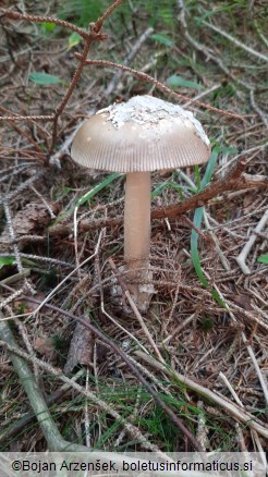 Amanita submembranacea