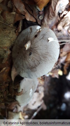 Clitocybe nebularis