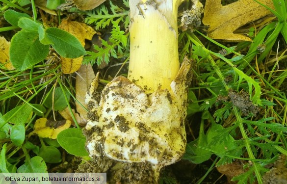 Amanita dryophila