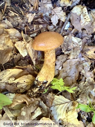 Cortinarius callisteus
