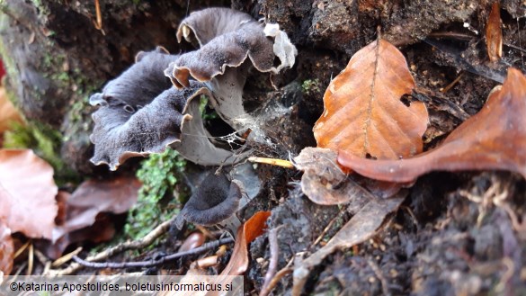 Craterellus cornucopioides