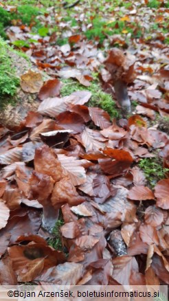 Gyromitra infula