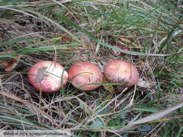 Russula decipiens