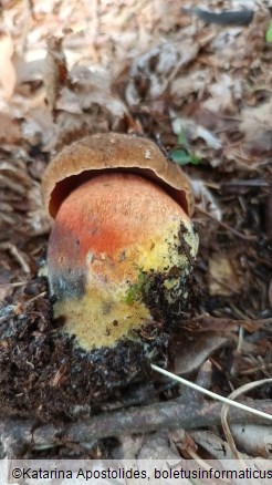 Boletus erythropus