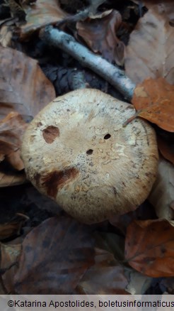 Cortinarius glaucopus