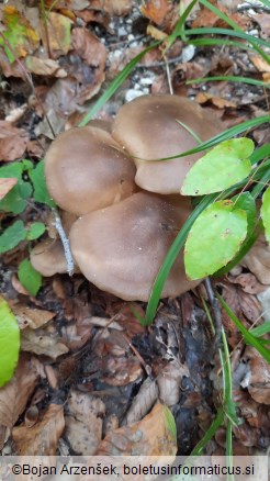 Lyophyllum loricatum