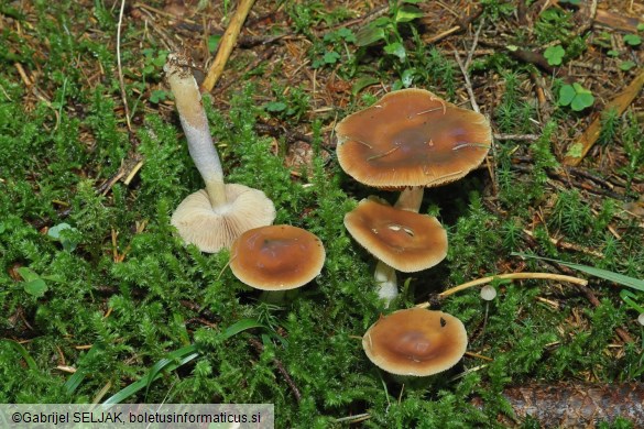 Cortinarius collinitus