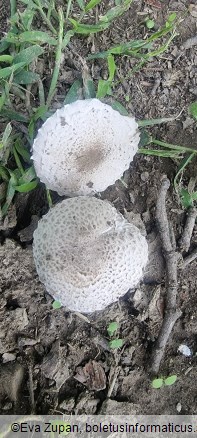 Leucoagaricus barssii