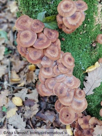 Armillaria ostoyae