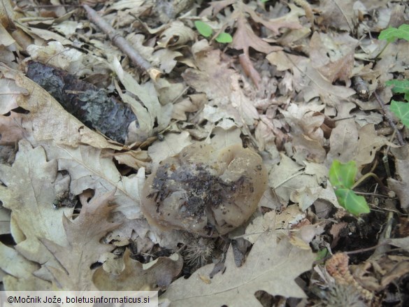 Daleomyces badioides