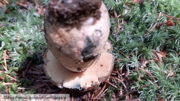 Boletus cyanescens