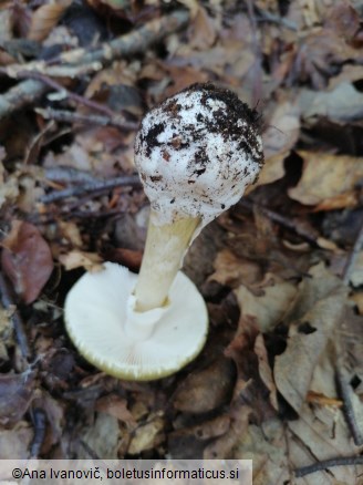 Amanita phalloides