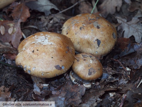 Cortinarius glaucopus