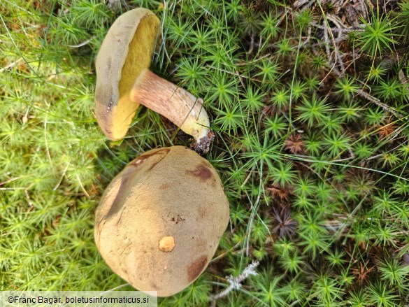 Xerocomus subtomentosus