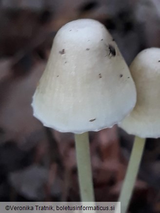 Mycena epipterygia var. epipterygia