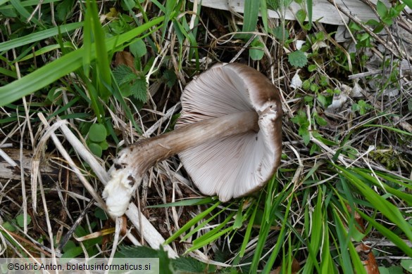 Pluteus cervinus