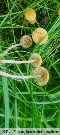 Galerina clavata