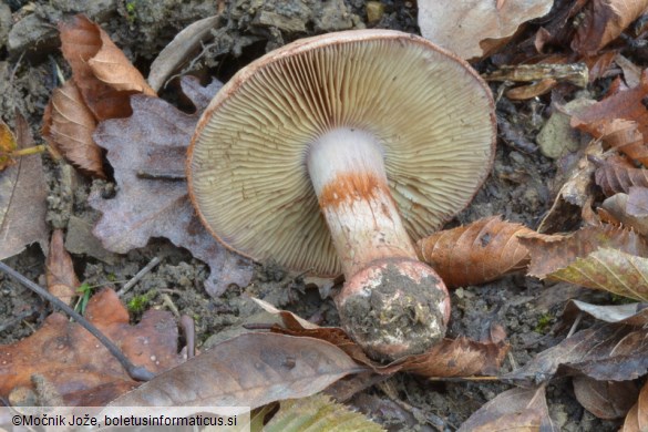 Cortinarius rufo-olivaceus