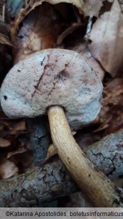 Tylopilus felleus