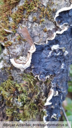 Auricularia mesenterica