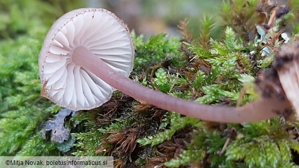 Mycena purpureofusca