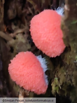 Tubifera ferruginosa