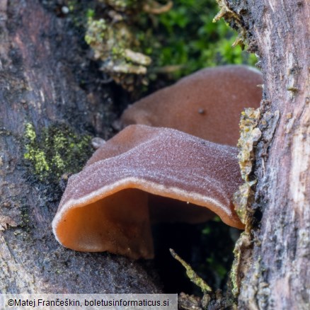 Auricularia auricula-judae