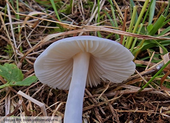 Cuphophyllus fornicatus