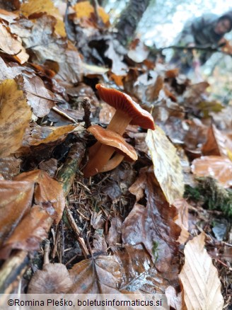 Cortinarius orellanus