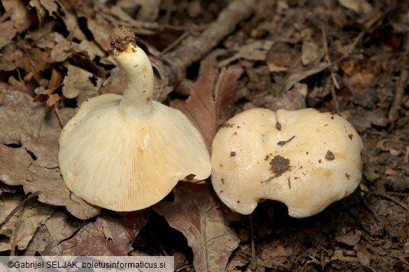 Lactarius illyricus