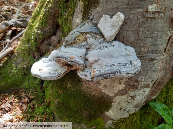 Fomes fomentarius