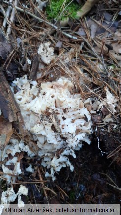Sparassis crispa