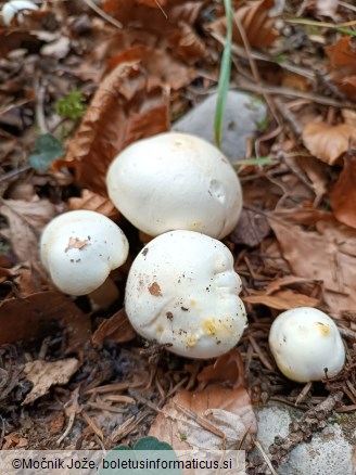 Hygrophorus chrysodon