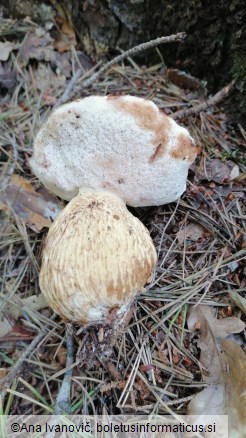 Tylopilus felleus