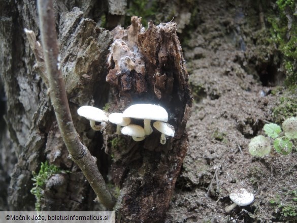 Clitocybe truncicola