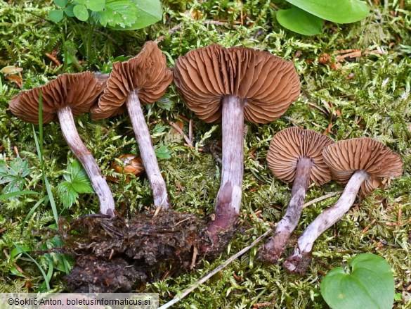 Cortinarius vernus