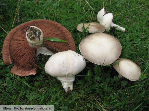 Agaricus campestris