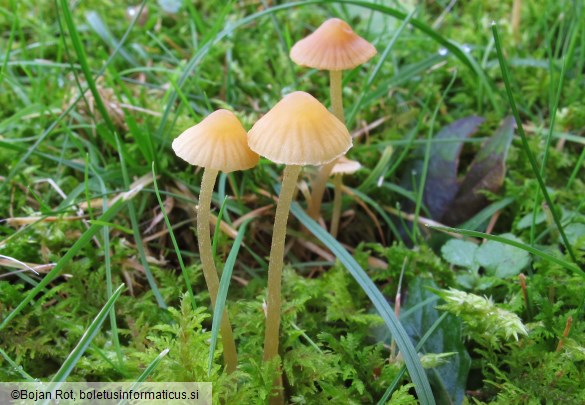 Galerina clavata