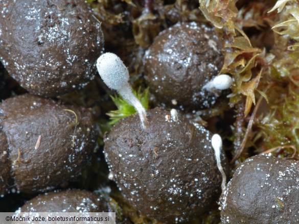 Coprinopsis stercorea