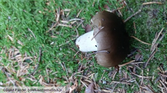Russula amoenolens