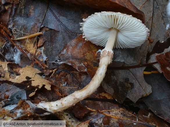 Lepiota pseudohelveola