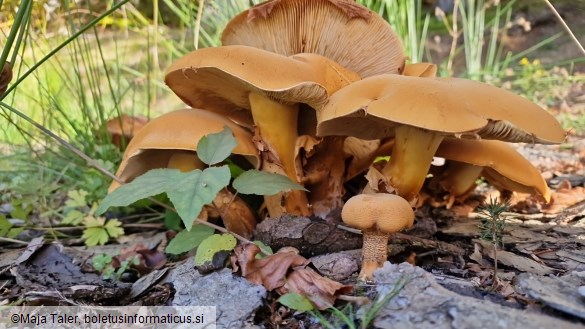 Phaeolepiota aurea