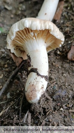 Lactarius ruginosus